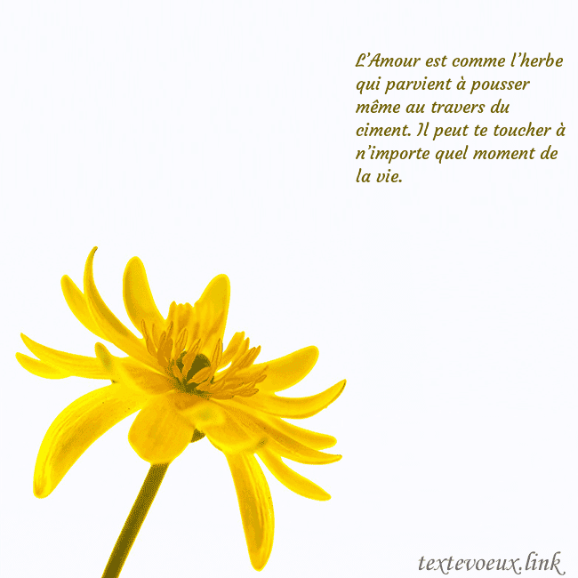 Carte de voeux avec fleur jaune