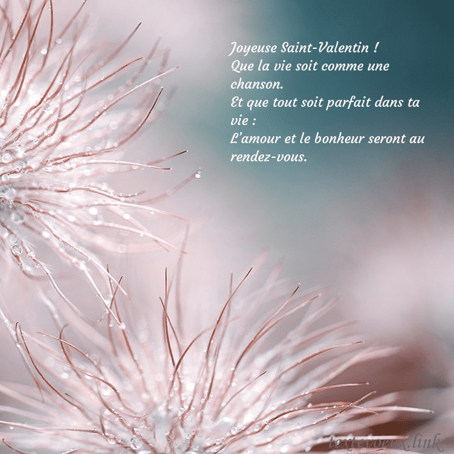 Carte postale avec des plantes duveteuses Joyeuse Saint-Valentin !
Que la vie soit comme un Carte postale avec des plantes duveteuses