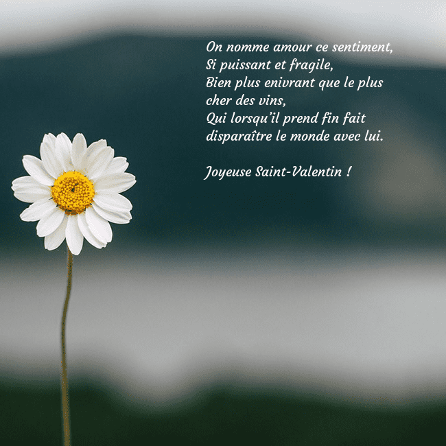 E-carte avec marguerite On nomme amour ce sentiment,
Si puissant et fragil E-carte avec marguerite