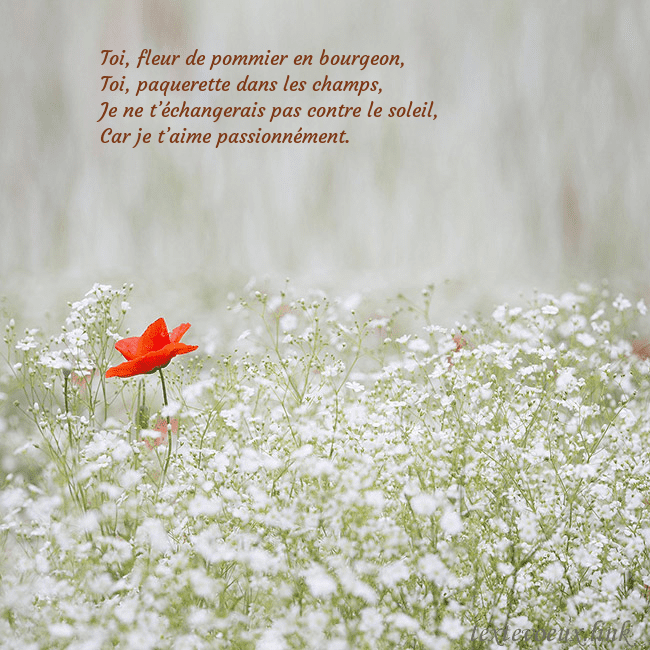 Carte électronique à fleurs blanches Toi, fleur de pommier en bourgeon,
Toi, paquerette Carte électronique à fleurs blanches