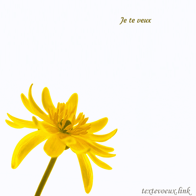 Carte de voeux avec fleur jaune