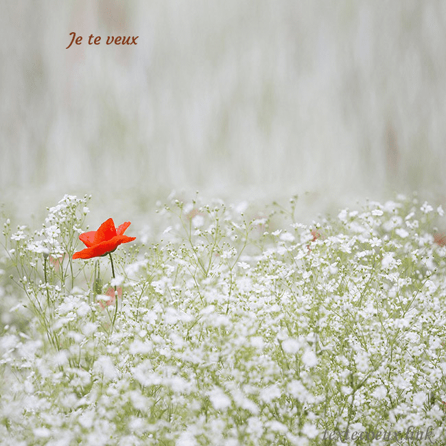 Carte électronique à fleurs blanches