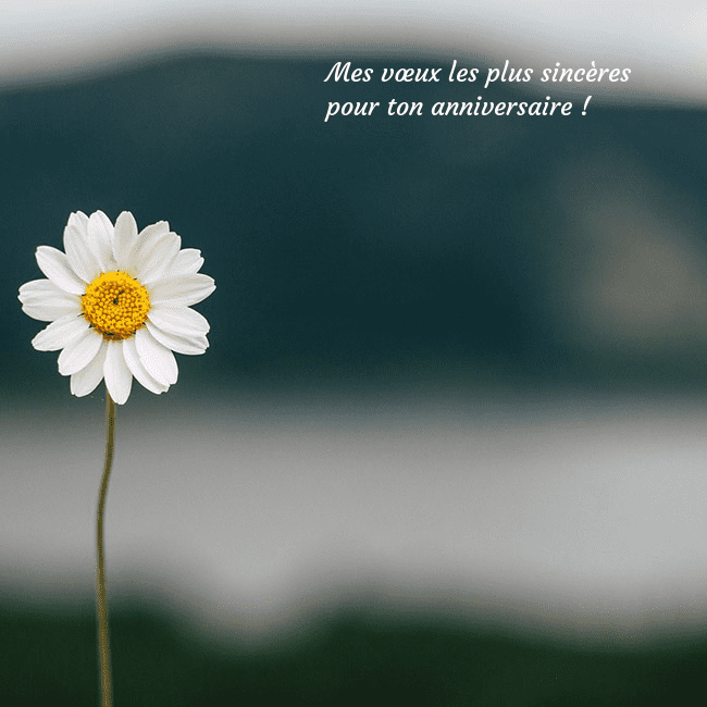 E-carte avec marguerite