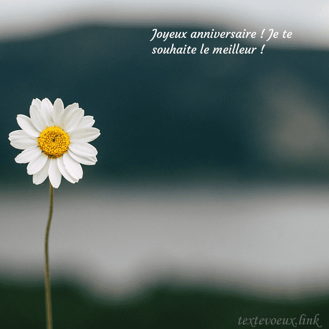 E-carte avec marguerite