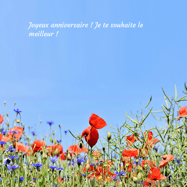 Carte d'anniversaire avec des coquelicots
